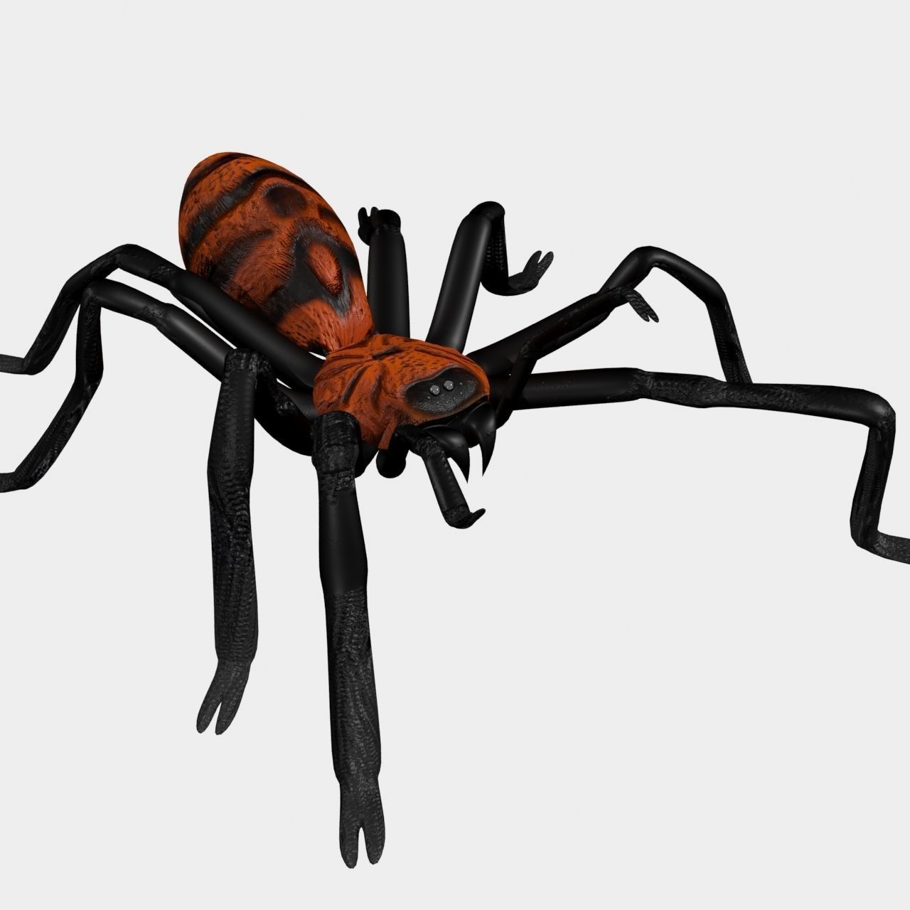 High Quality Tiger Rump Tarantula Low-poly 3D model_2