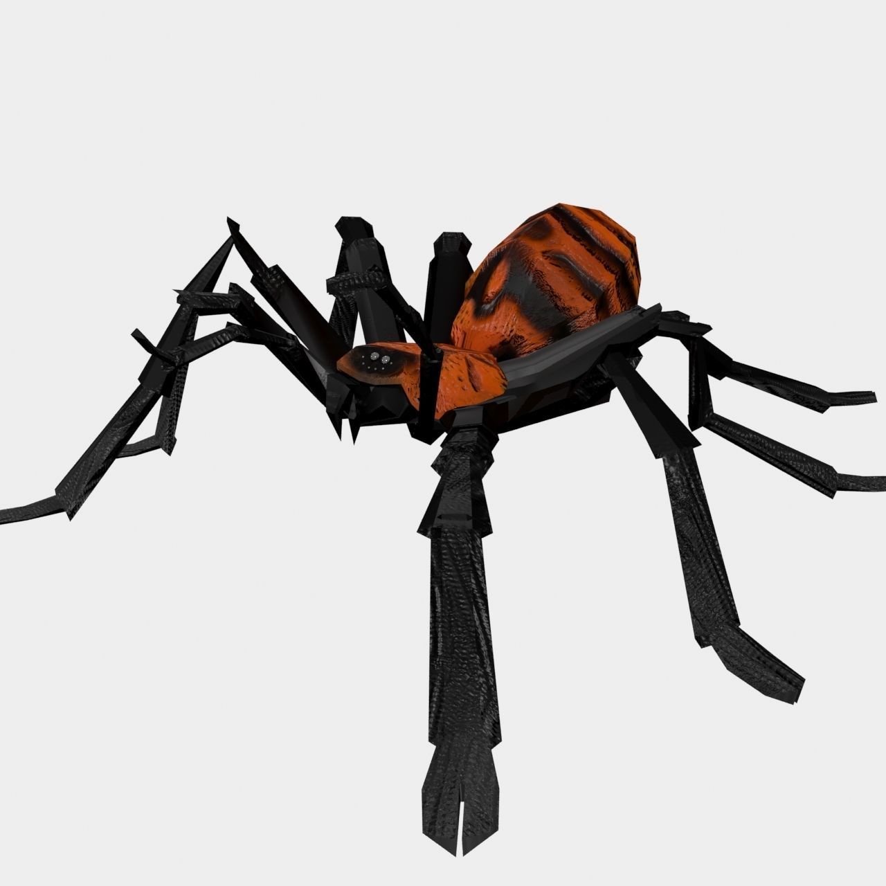 High Quality Tiger Rump Tarantula Low-poly 3D model_15