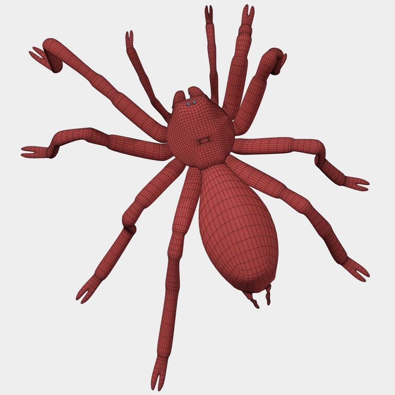 High Quality Tiger Rump Tarantula Low-poly 3D model_19