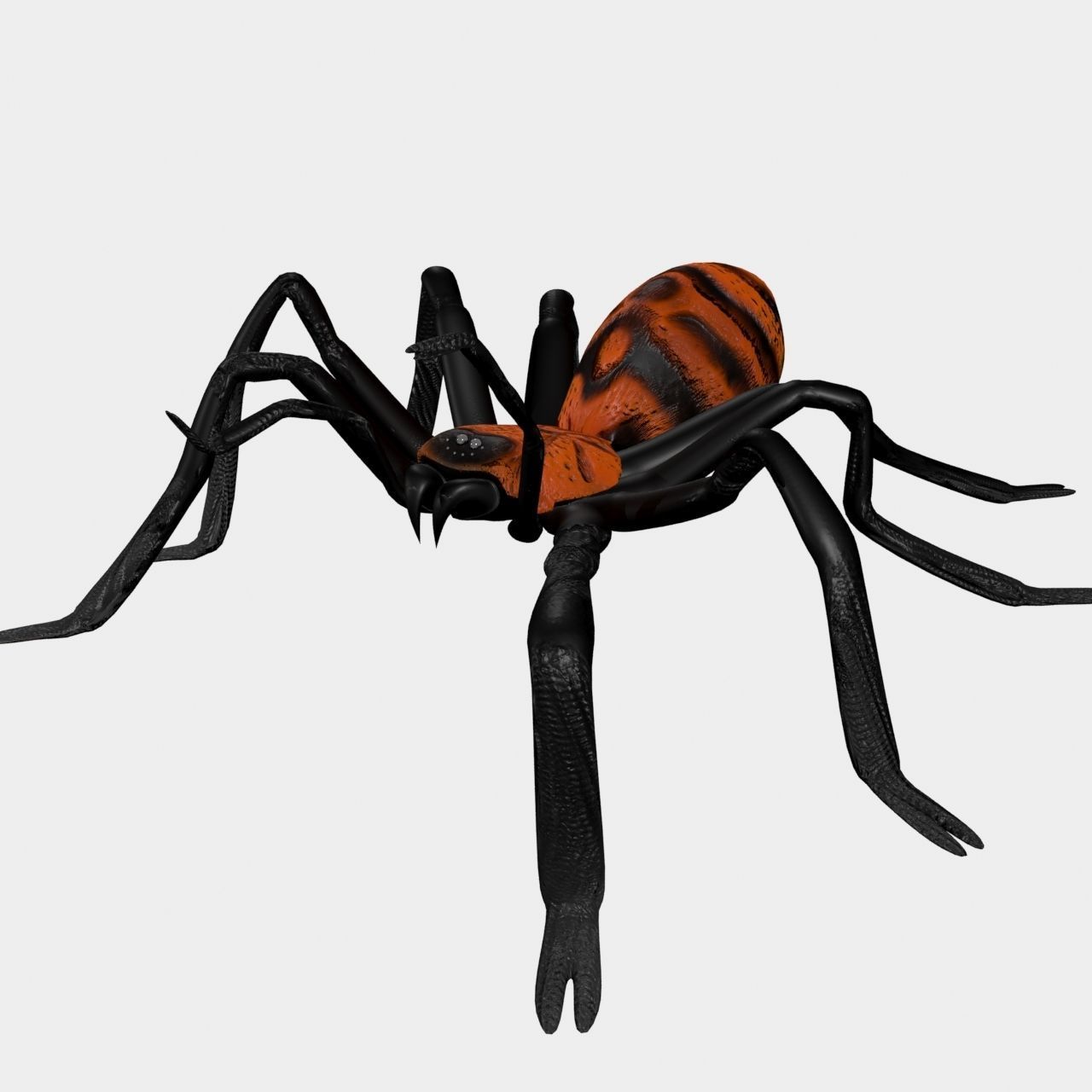 High Quality Tiger Rump Tarantula Low-poly 3D model_6
