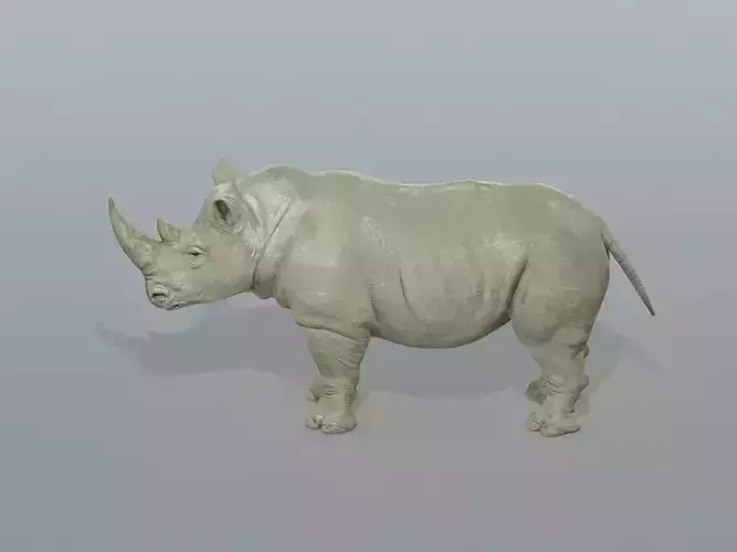 Rhinoceros