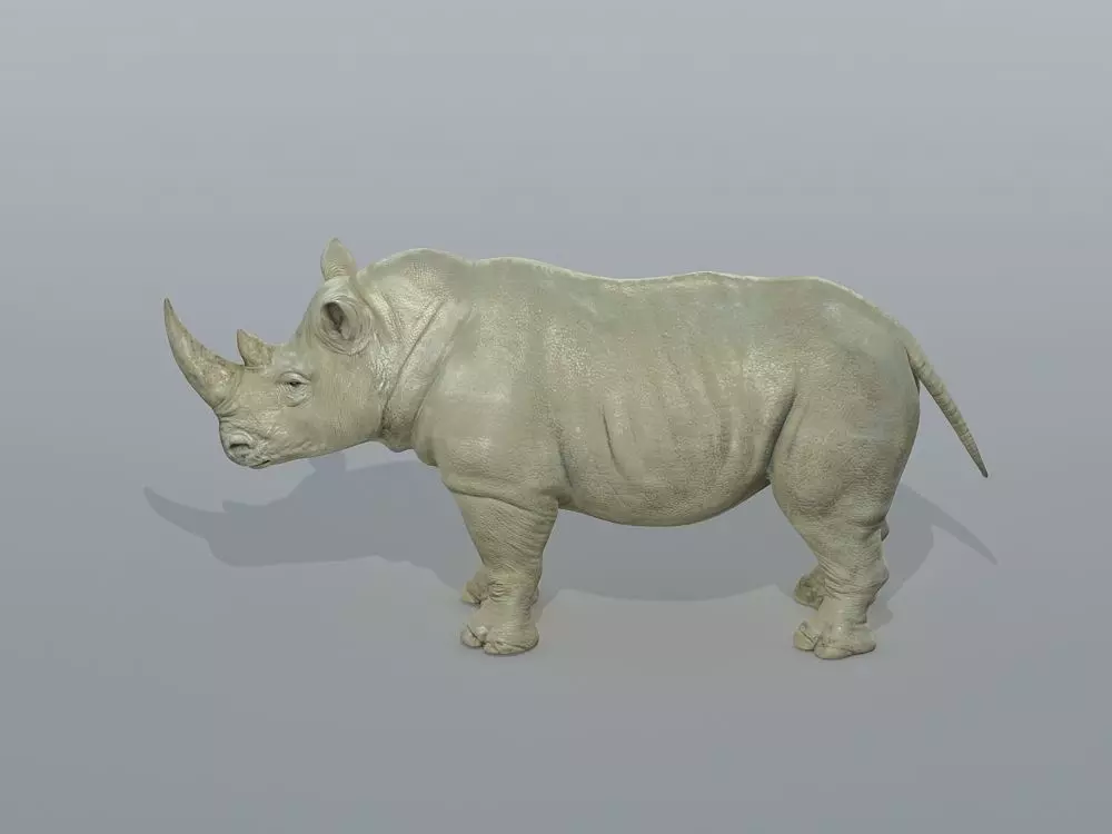 Rhinoceros Low-poly 3D model_0