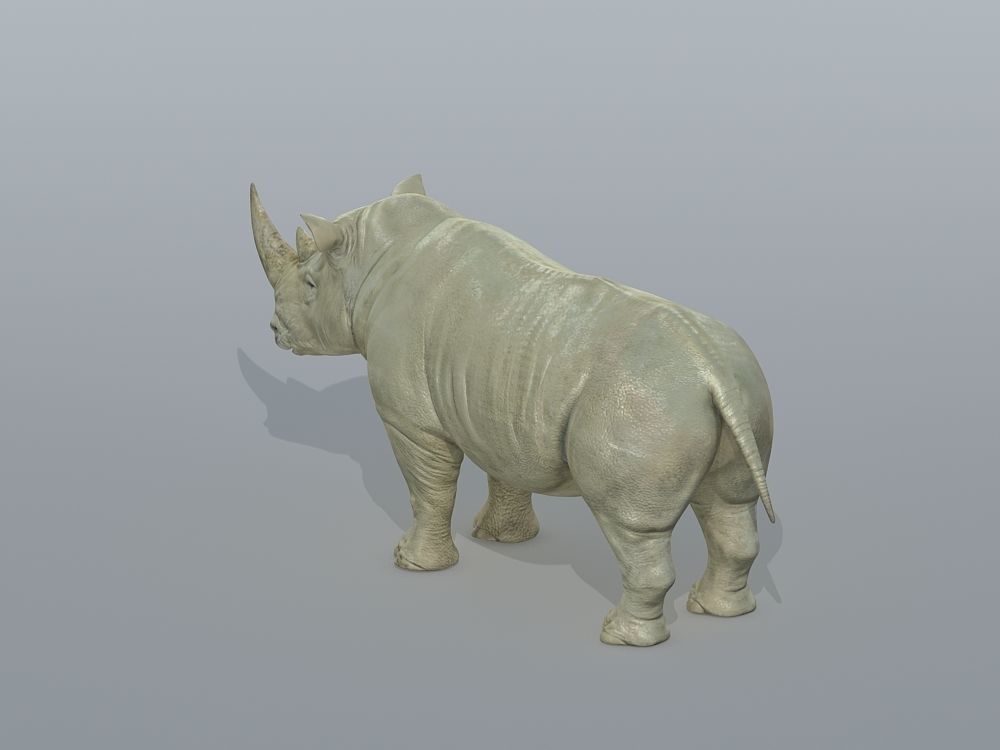 Rhinoceros Low-poly 3D model_1