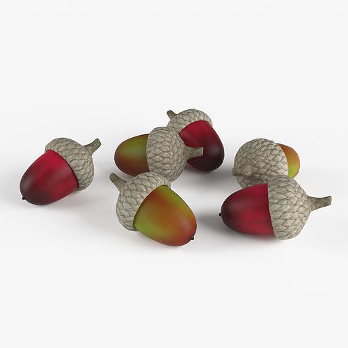 Acorns 3D model