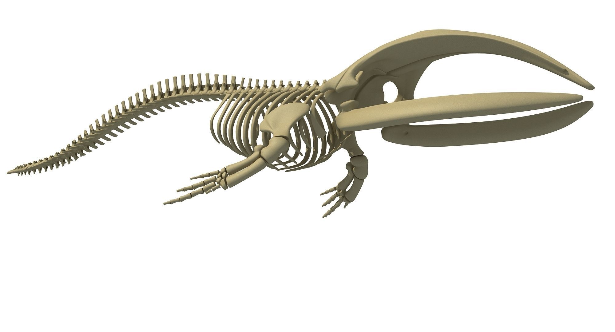 Whale Skeletons Models - Fin Right Sperm Killer Blue Humpback 3D model_10