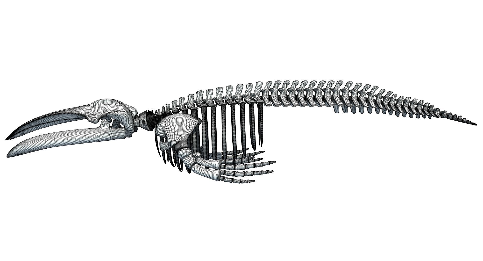 Whale Skeletons Models - Fin Right Sperm Killer Blue Humpback 3D model_30