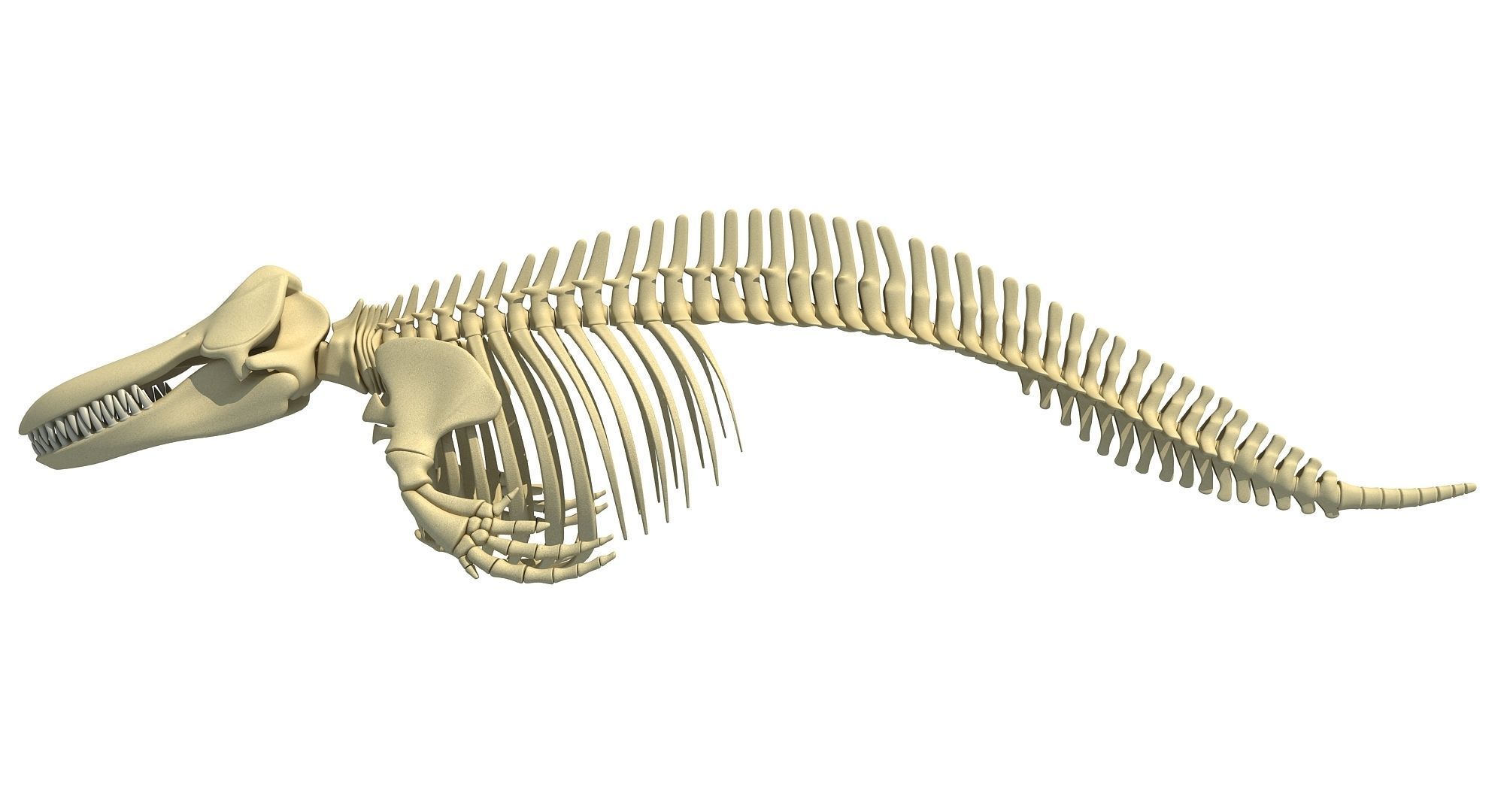 Whale Skeletons Models - Fin Right Sperm Killer Blue Humpback 3D model_1