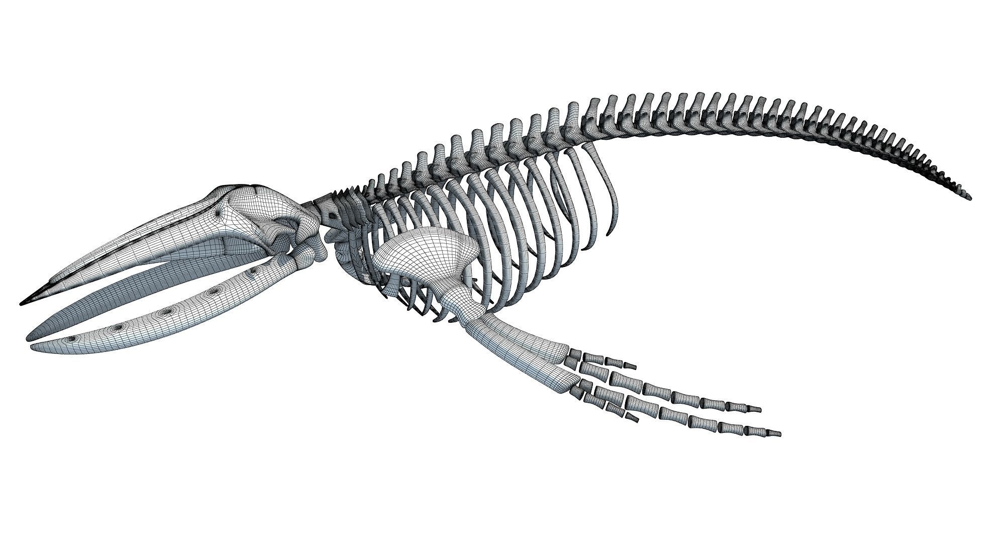 Whale Skeletons Models - Fin Right Sperm Killer Blue Humpback 3D model_45