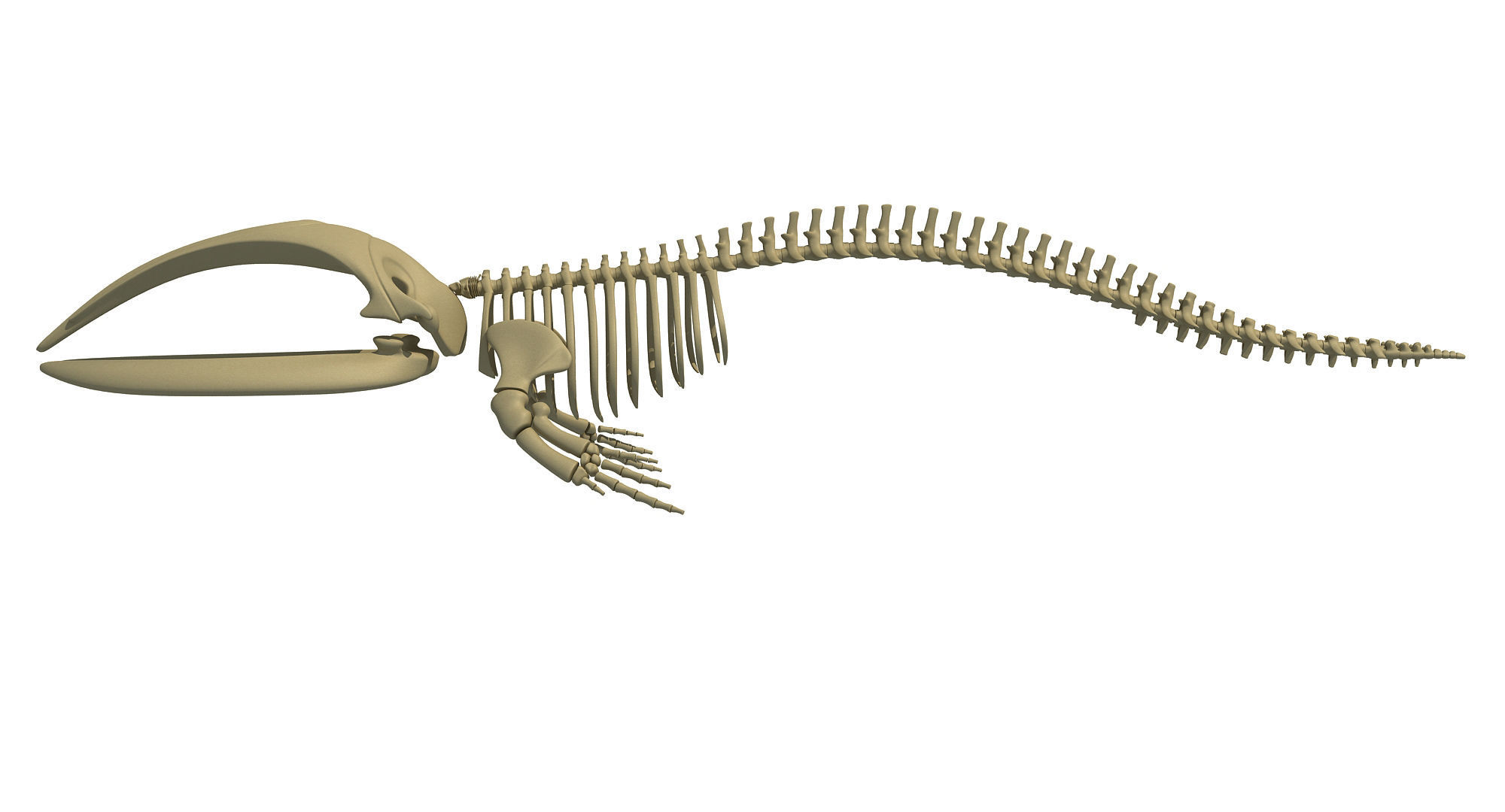 Whale Skeletons Models - Fin Right Sperm Killer Blue Humpback 3D model_13