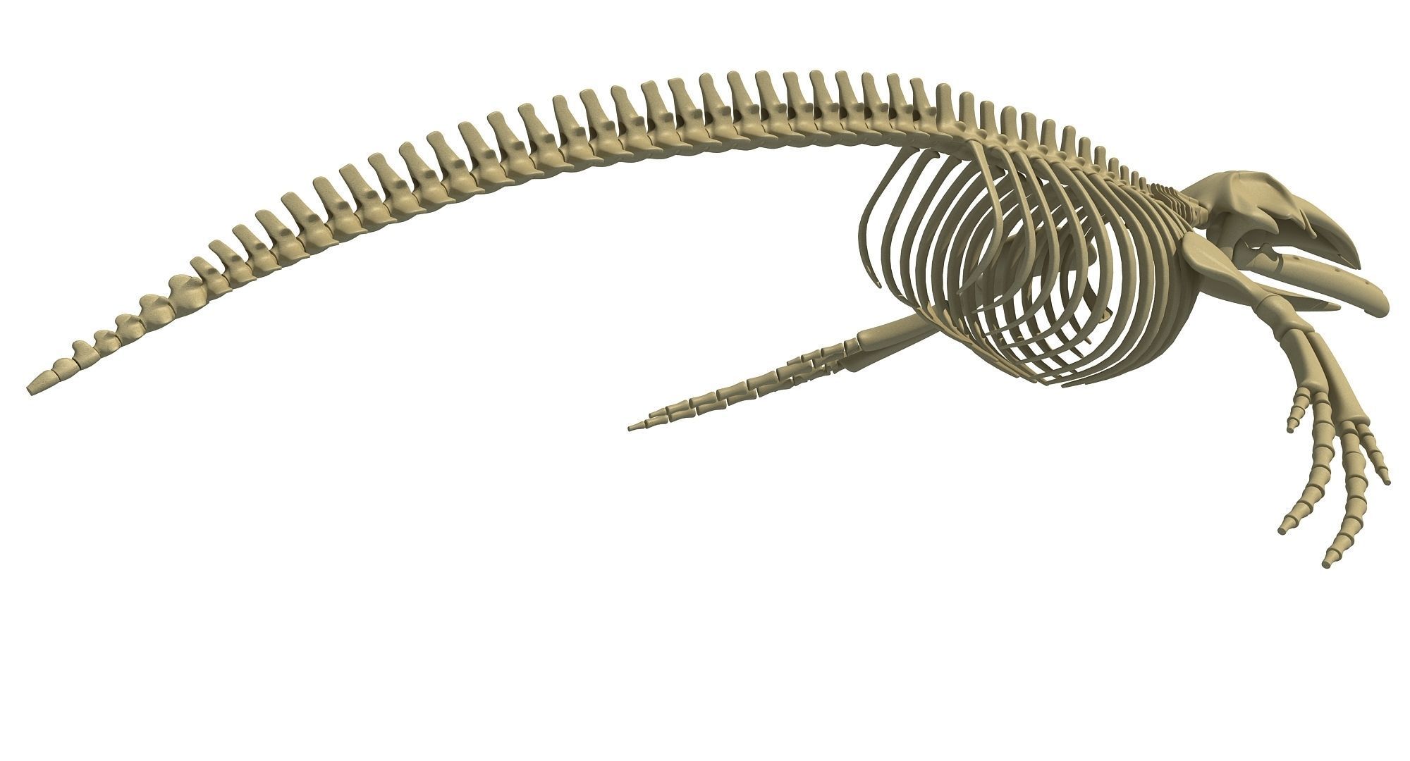 Whale Skeletons Models - Fin Right Sperm Killer Blue Humpback 3D model_43