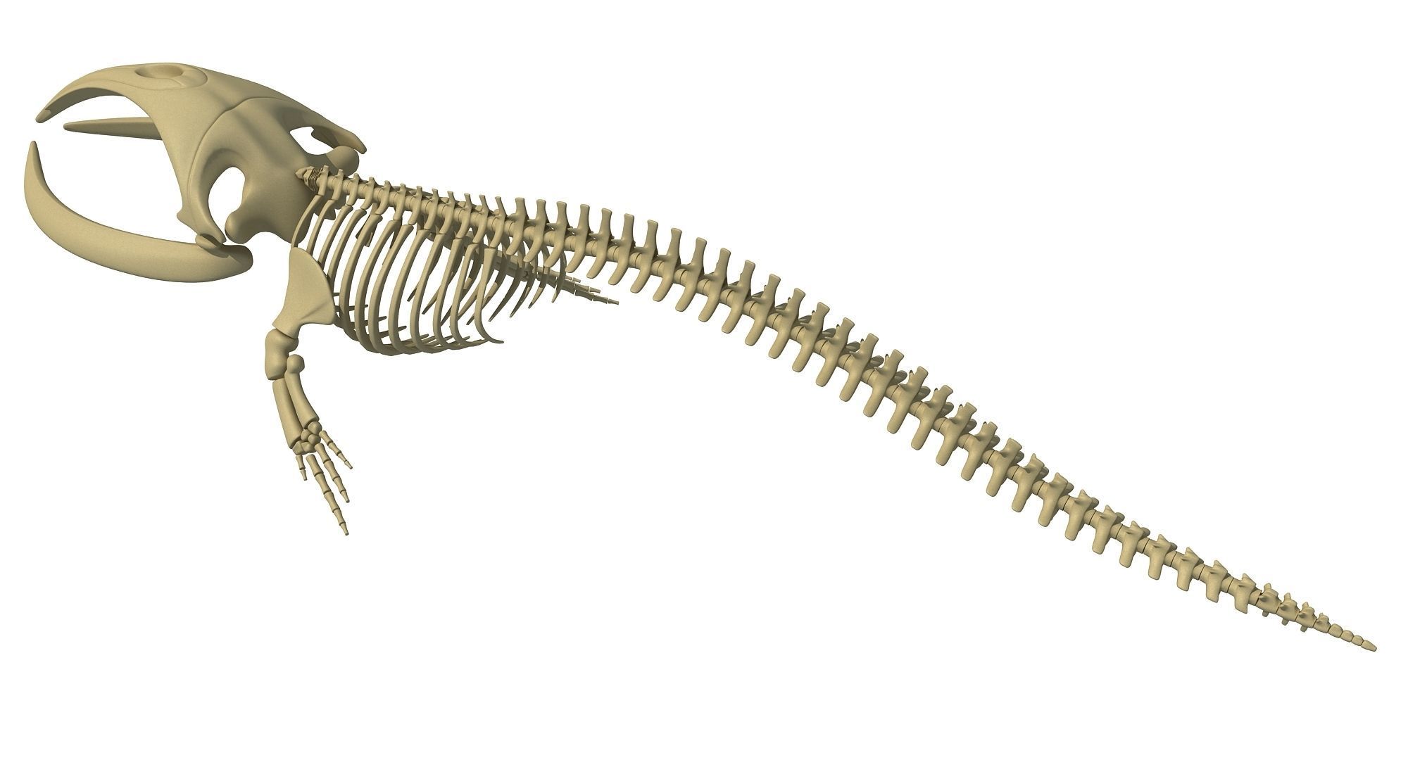 Whale Skeletons Models - Fin Right Sperm Killer Blue Humpback 3D model_14
