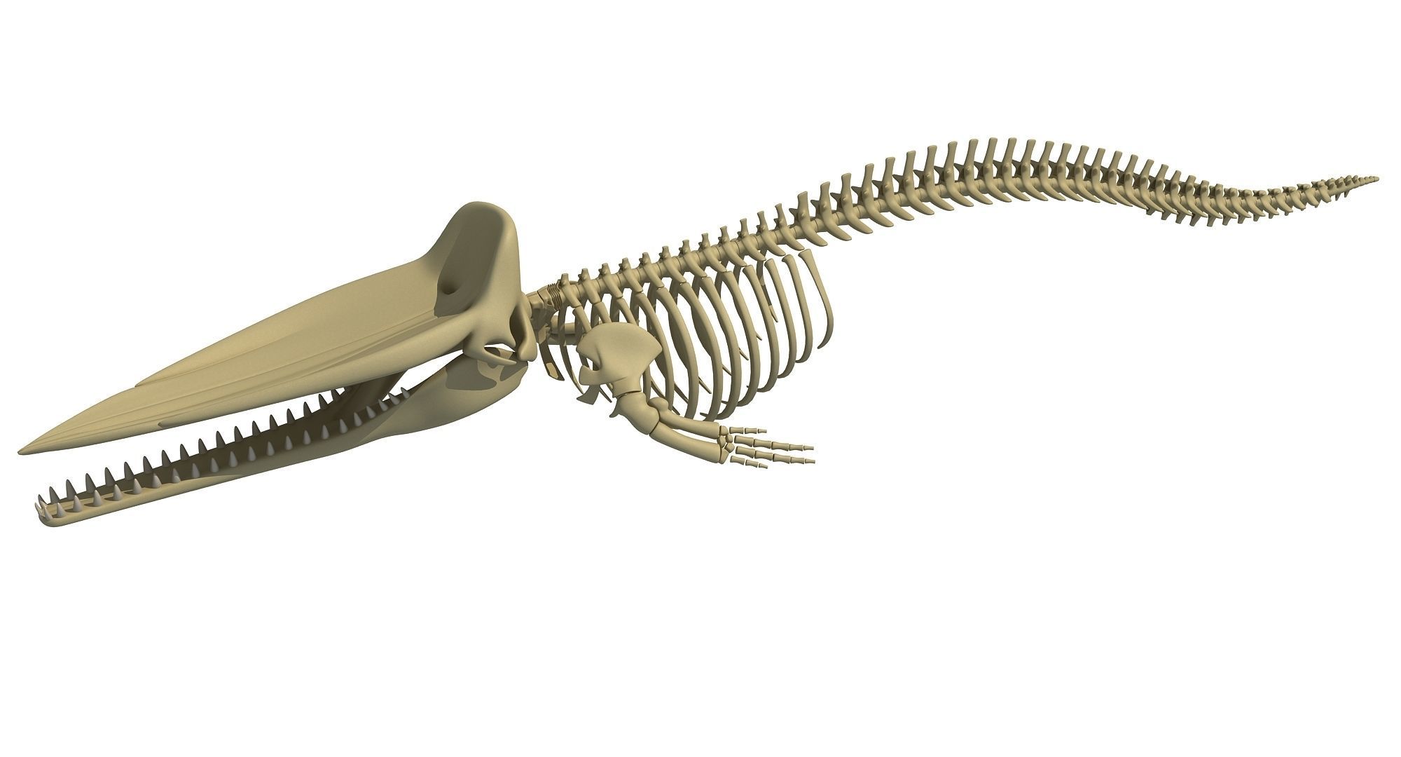Whale Skeletons Models - Fin Right Sperm Killer Blue Humpback 3D model_22