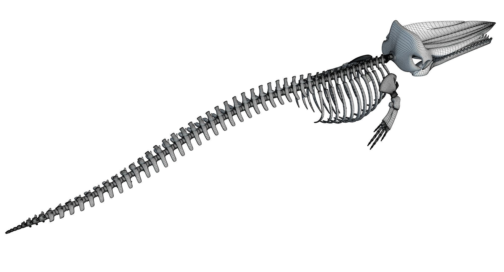 Whale Skeletons Models - Fin Right Sperm Killer Blue Humpback 3D model_23