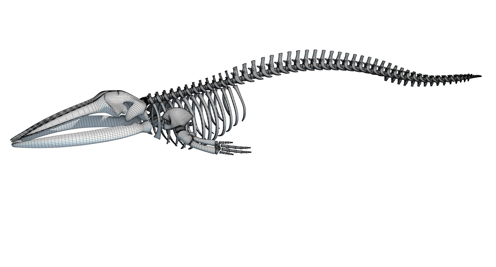 Whale Skeletons Models - Fin Right Sperm Killer Blue Humpback 3D model_38