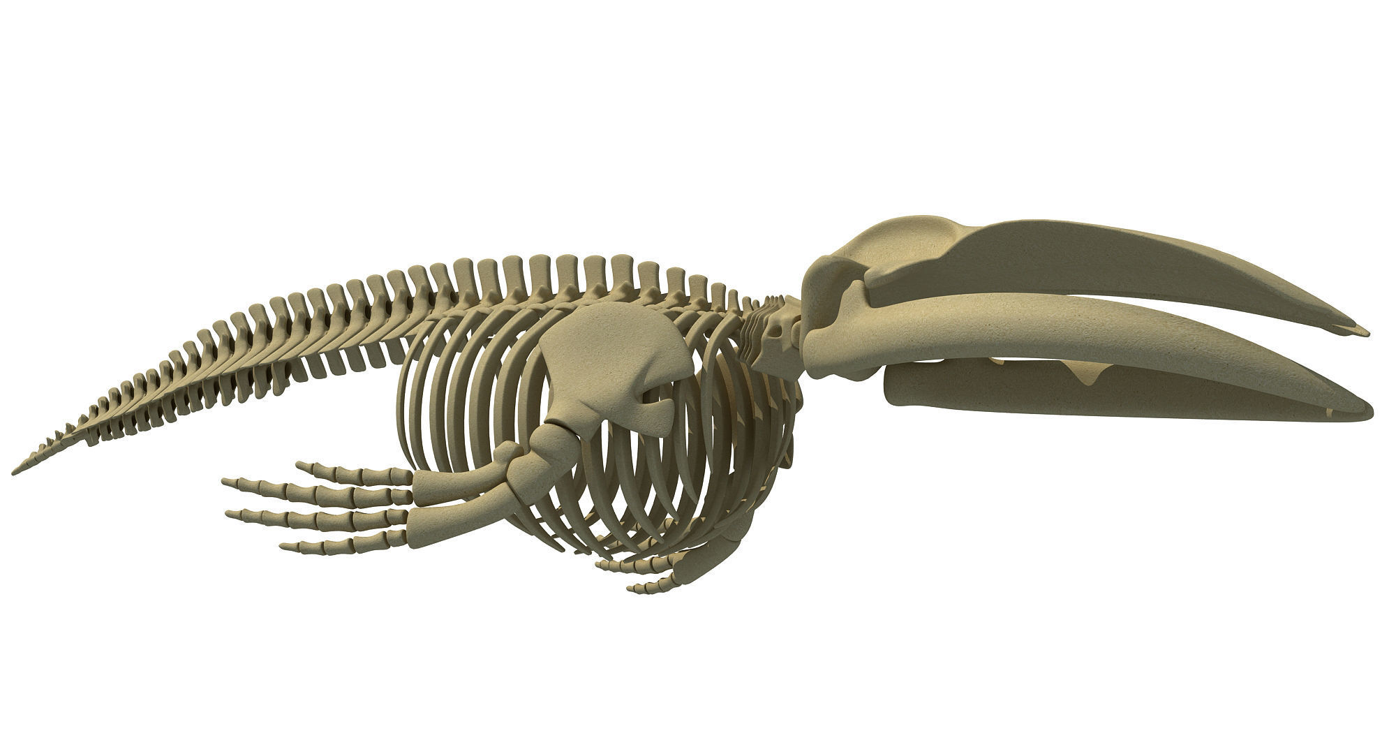 Whale Skeletons Models - Fin Right Sperm Killer Blue Humpback 3D model_28