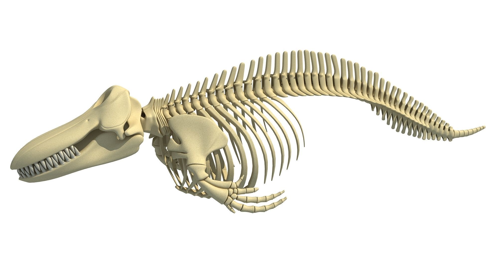 Whale Skeletons Models - Fin Right Sperm Killer Blue Humpback 3D model_2