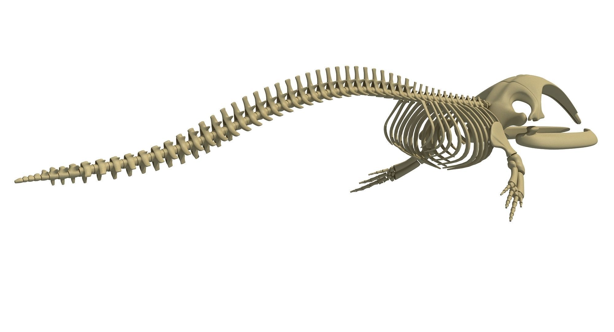 Whale Skeletons Models - Fin Right Sperm Killer Blue Humpback 3D model_11