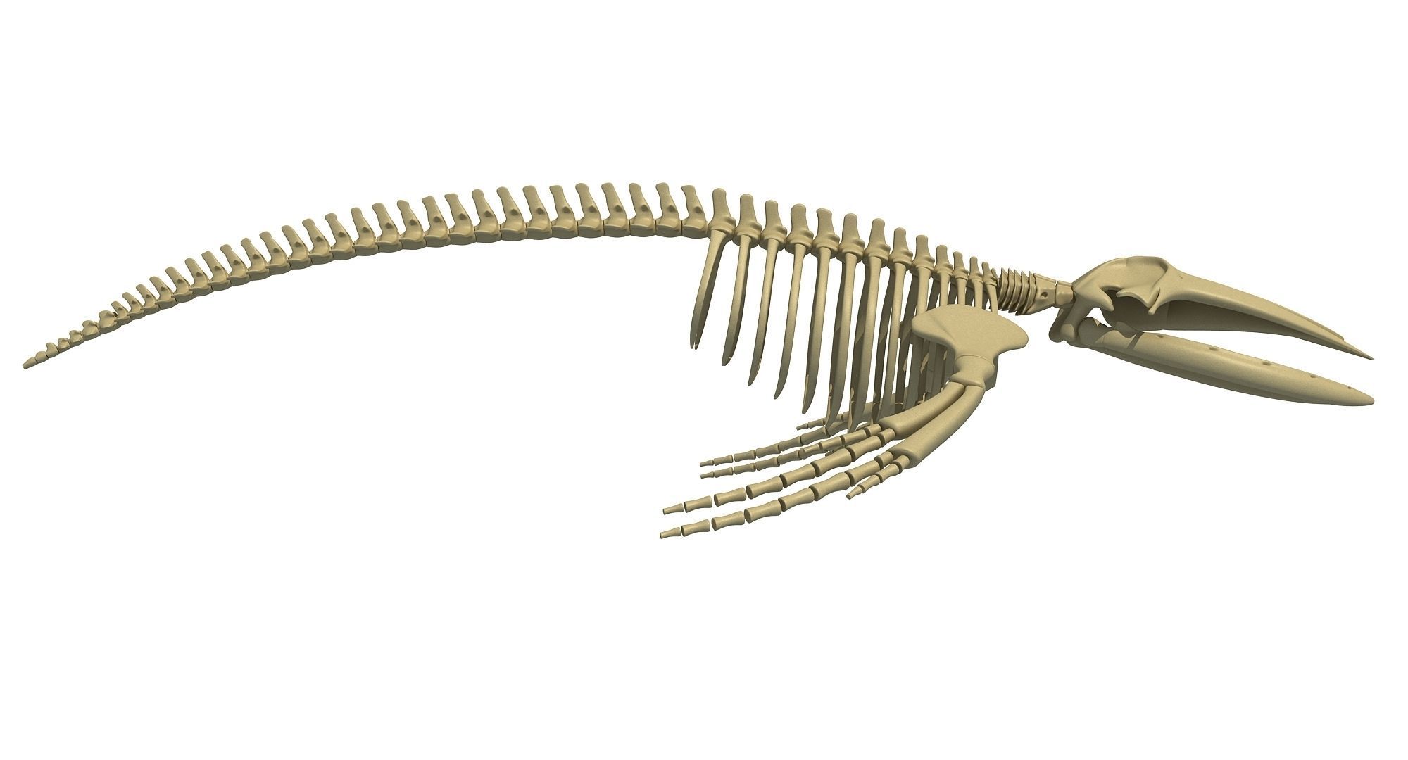 Whale Skeletons Models - Fin Right Sperm Killer Blue Humpback 3D model_42