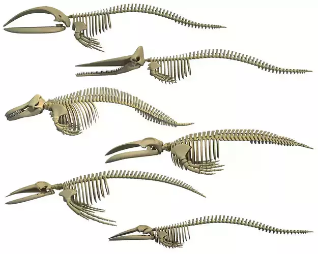Whale Skeletons Models - Fin Right Sperm Killer Blue Humpback 3D model