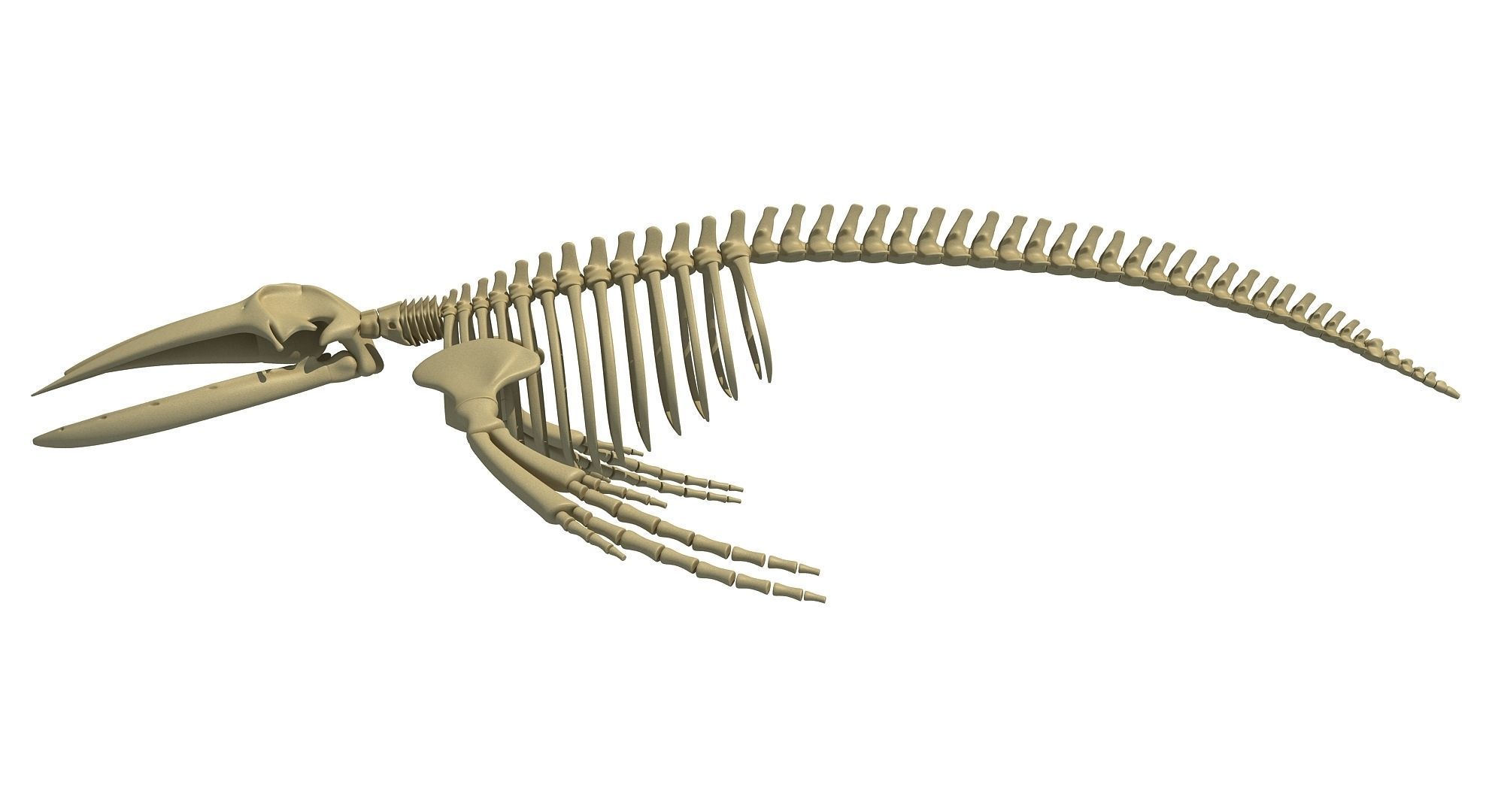 Whale Skeletons Models - Fin Right Sperm Killer Blue Humpback 3D model_41