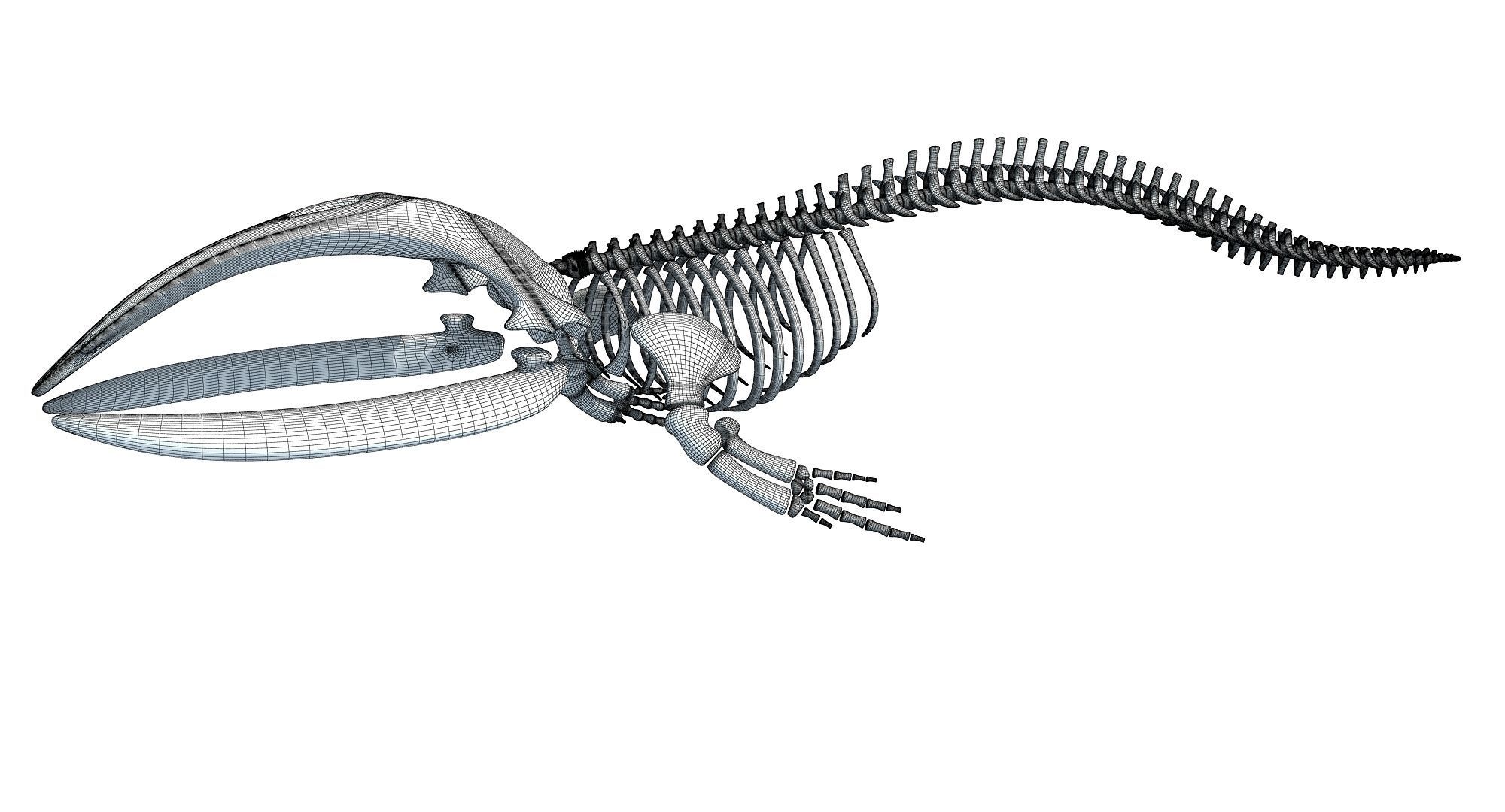 Whale Skeletons Models - Fin Right Sperm Killer Blue Humpback 3D model_15