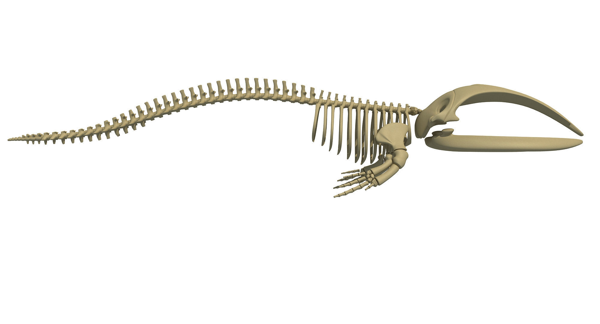 Whale Skeletons Models - Fin Right Sperm Killer Blue Humpback 3D model_12