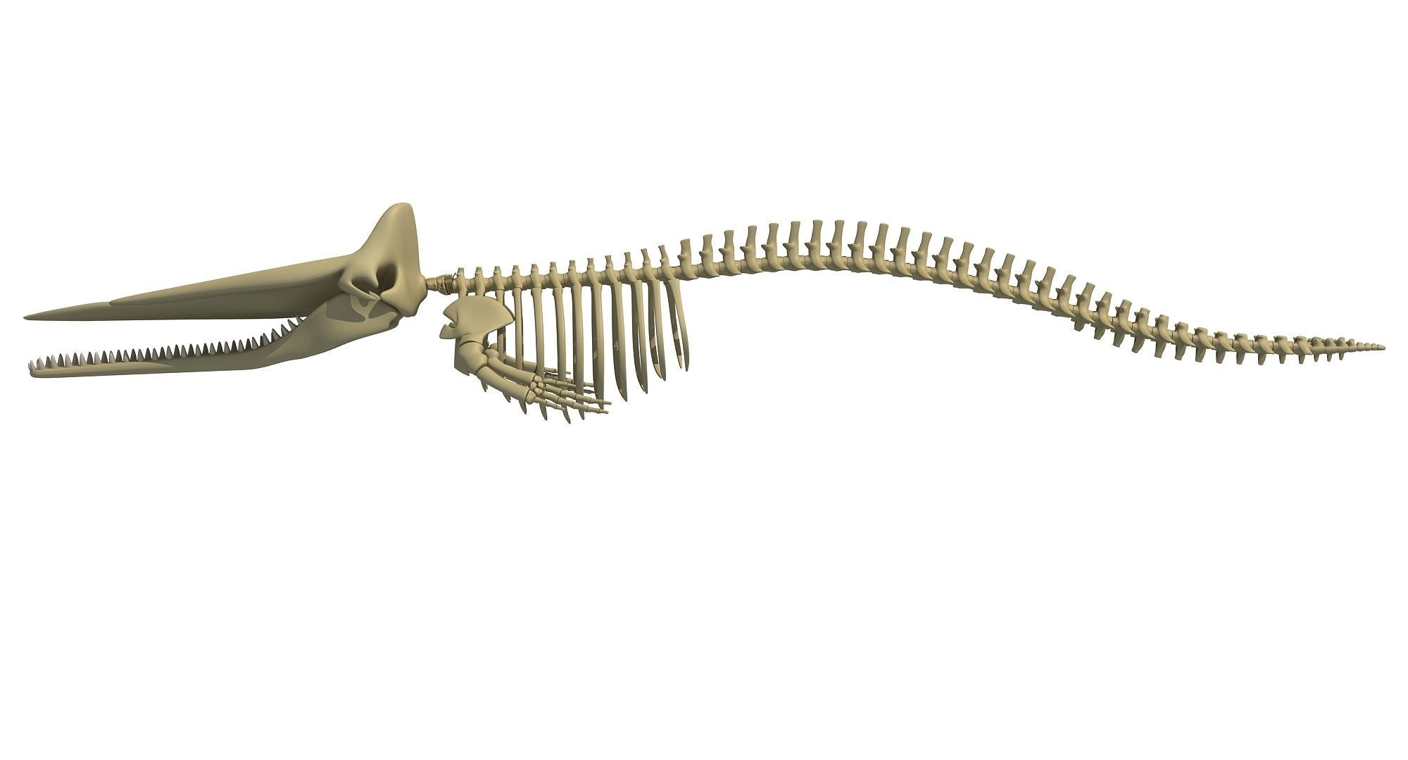 Whale Skeletons Models - Fin Right Sperm Killer Blue Humpback 3D model_18