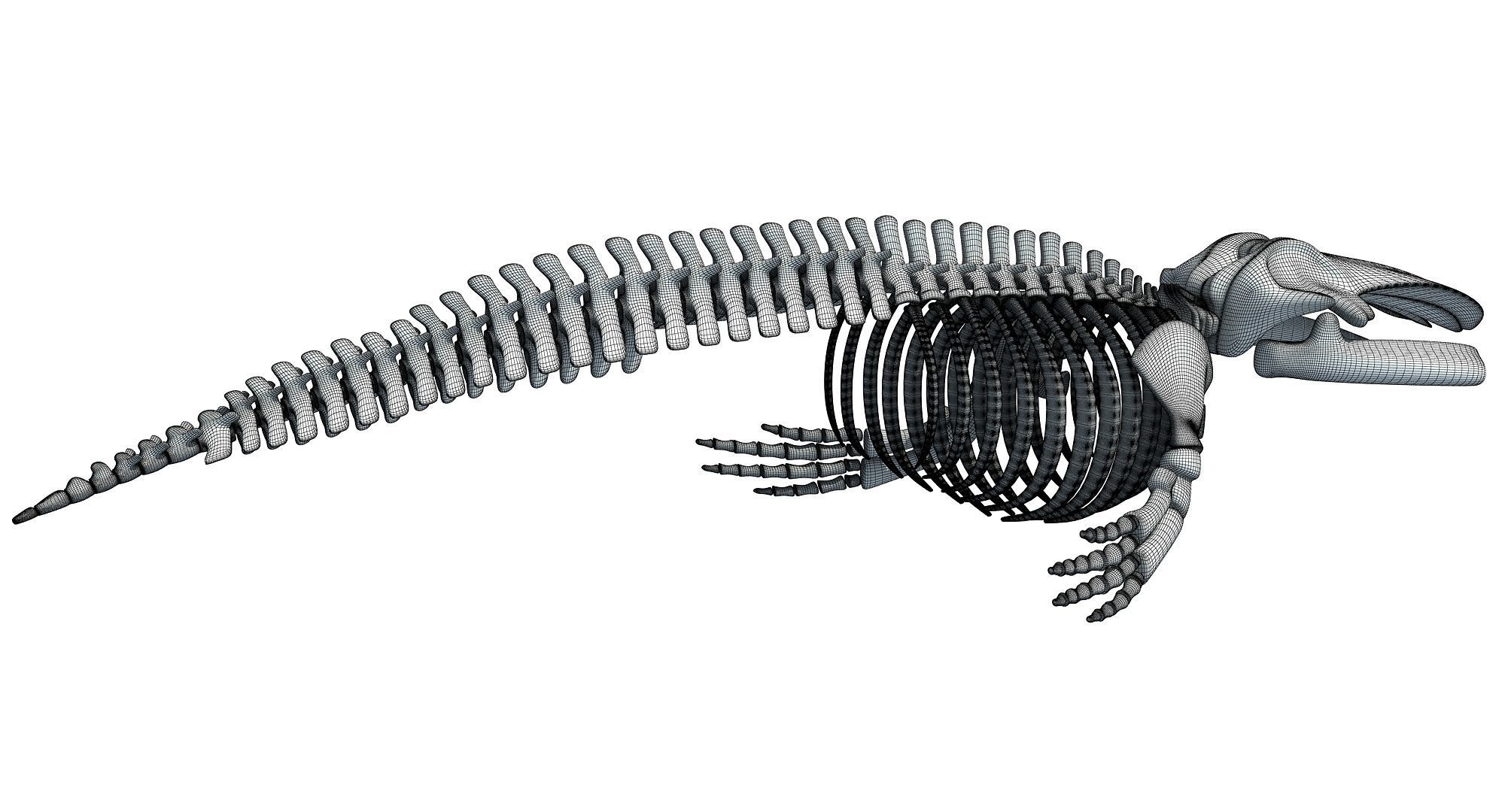 Whale Skeletons Models - Fin Right Sperm Killer Blue Humpback 3D model_31