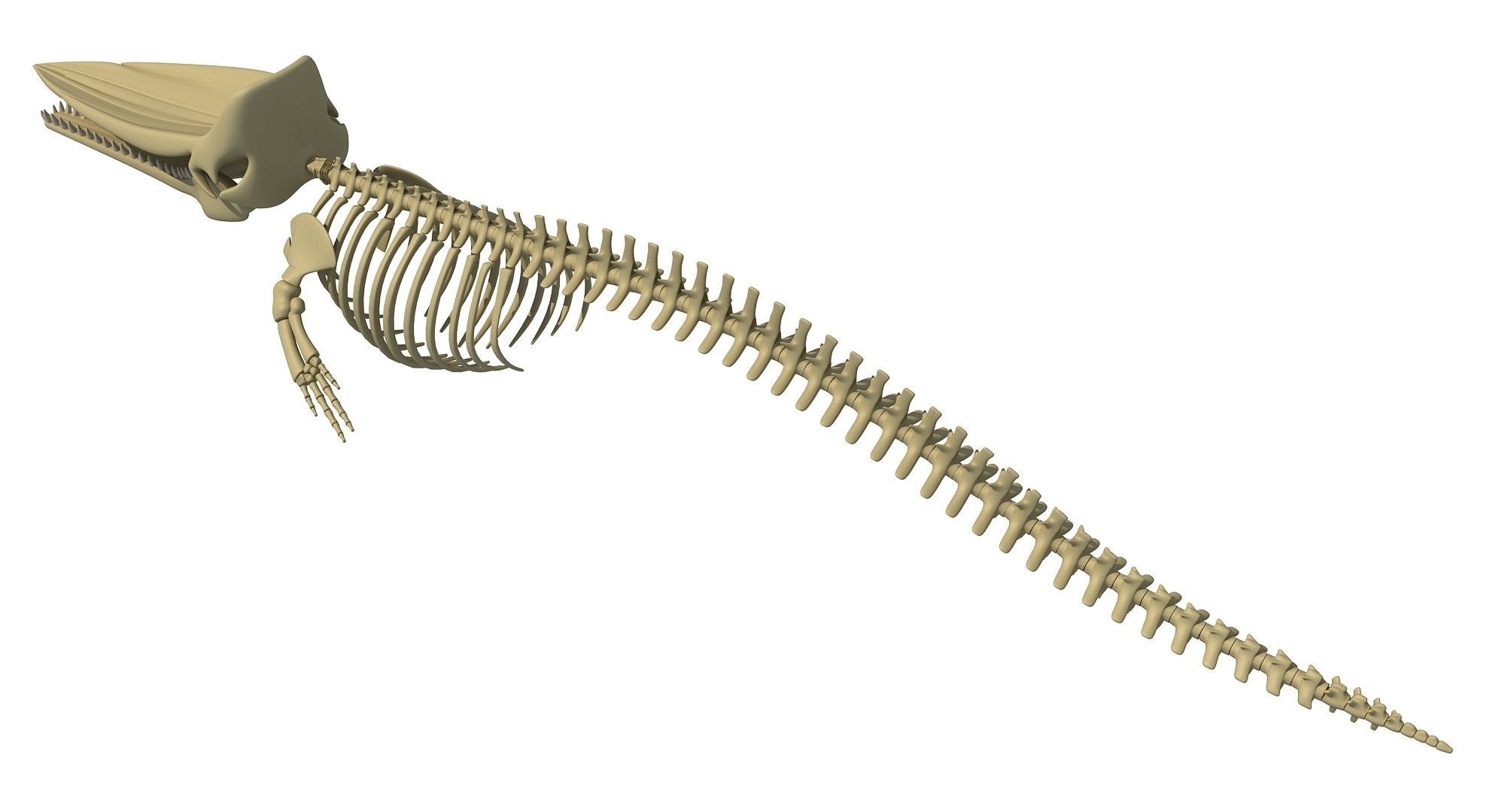 Whale Skeletons Models - Fin Right Sperm Killer Blue Humpback 3D model_21