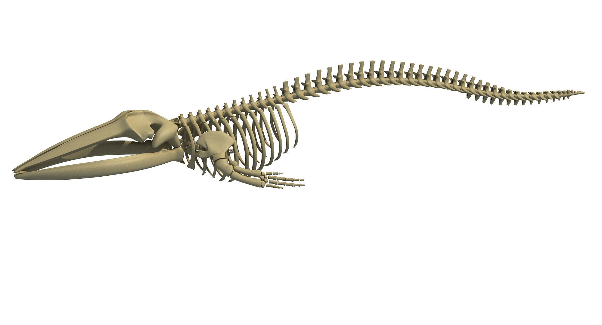Whale Skeletons Models - Fin Right Sperm Killer Blue Humpback 3D model_32