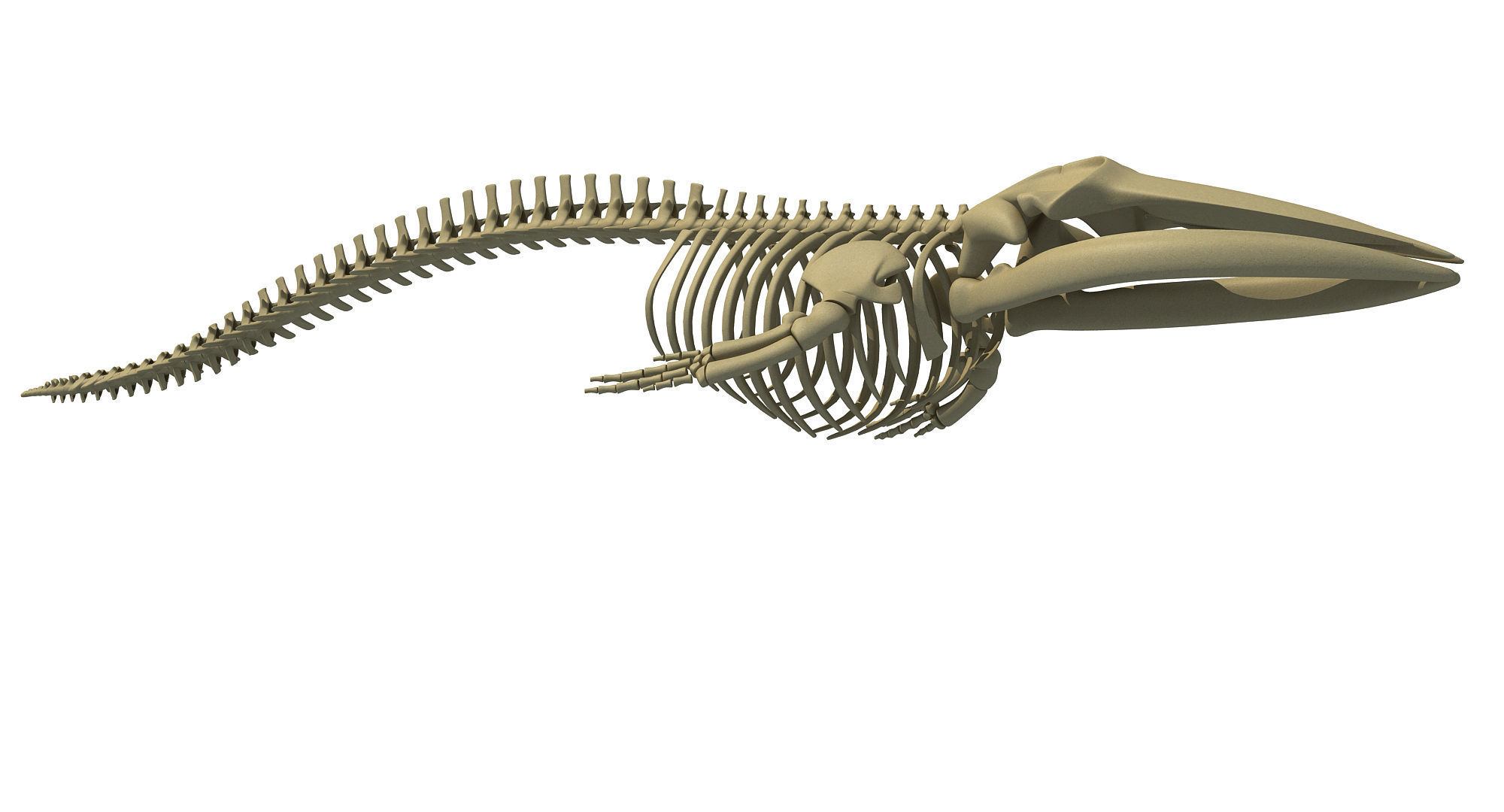 Whale Skeletons Models - Fin Right Sperm Killer Blue Humpback 3D model_37