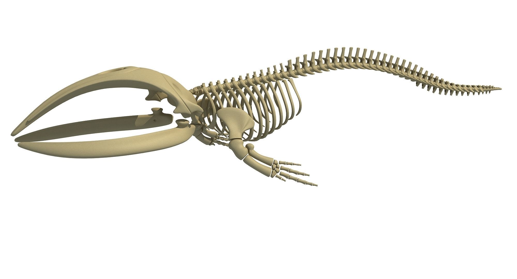 Whale Skeletons Models - Fin Right Sperm Killer Blue Humpback 3D model_9