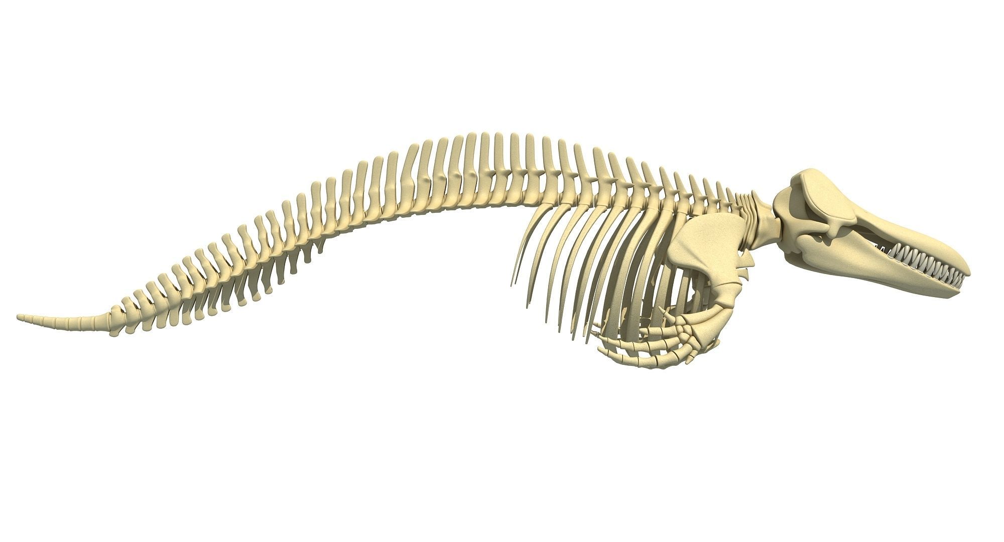 Whale Skeletons Models - Fin Right Sperm Killer Blue Humpback 3D model_3