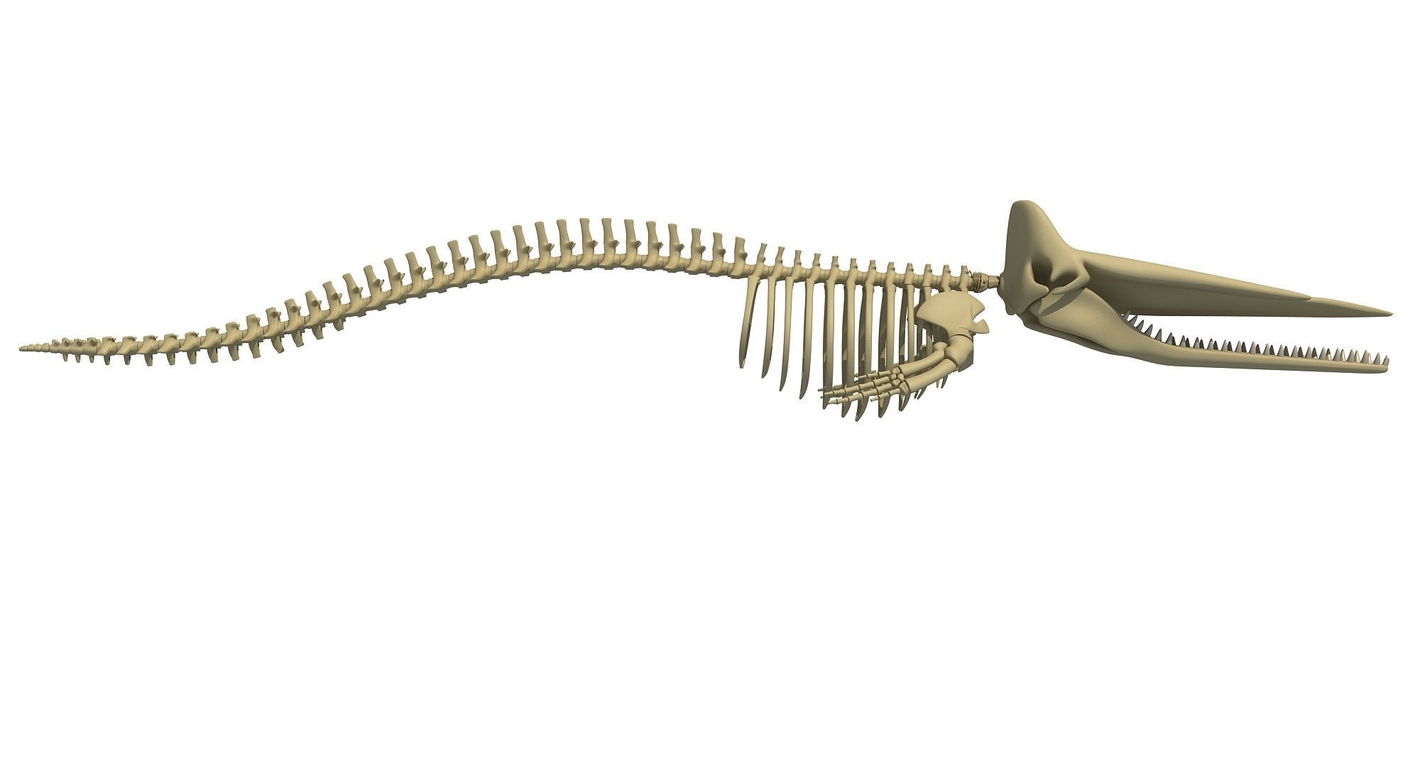 Whale Skeletons Models - Fin Right Sperm Killer Blue Humpback 3D model_19