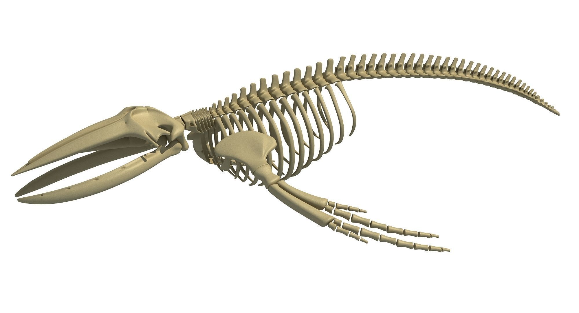 Whale Skeletons Models - Fin Right Sperm Killer Blue Humpback 3D model_40