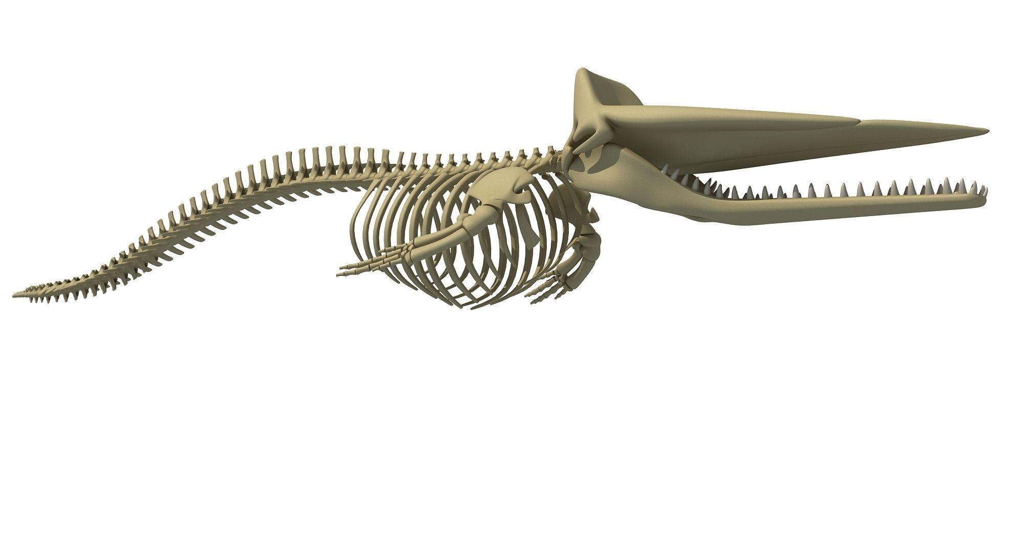 Whale Skeletons Models - Fin Right Sperm Killer Blue Humpback 3D model_20