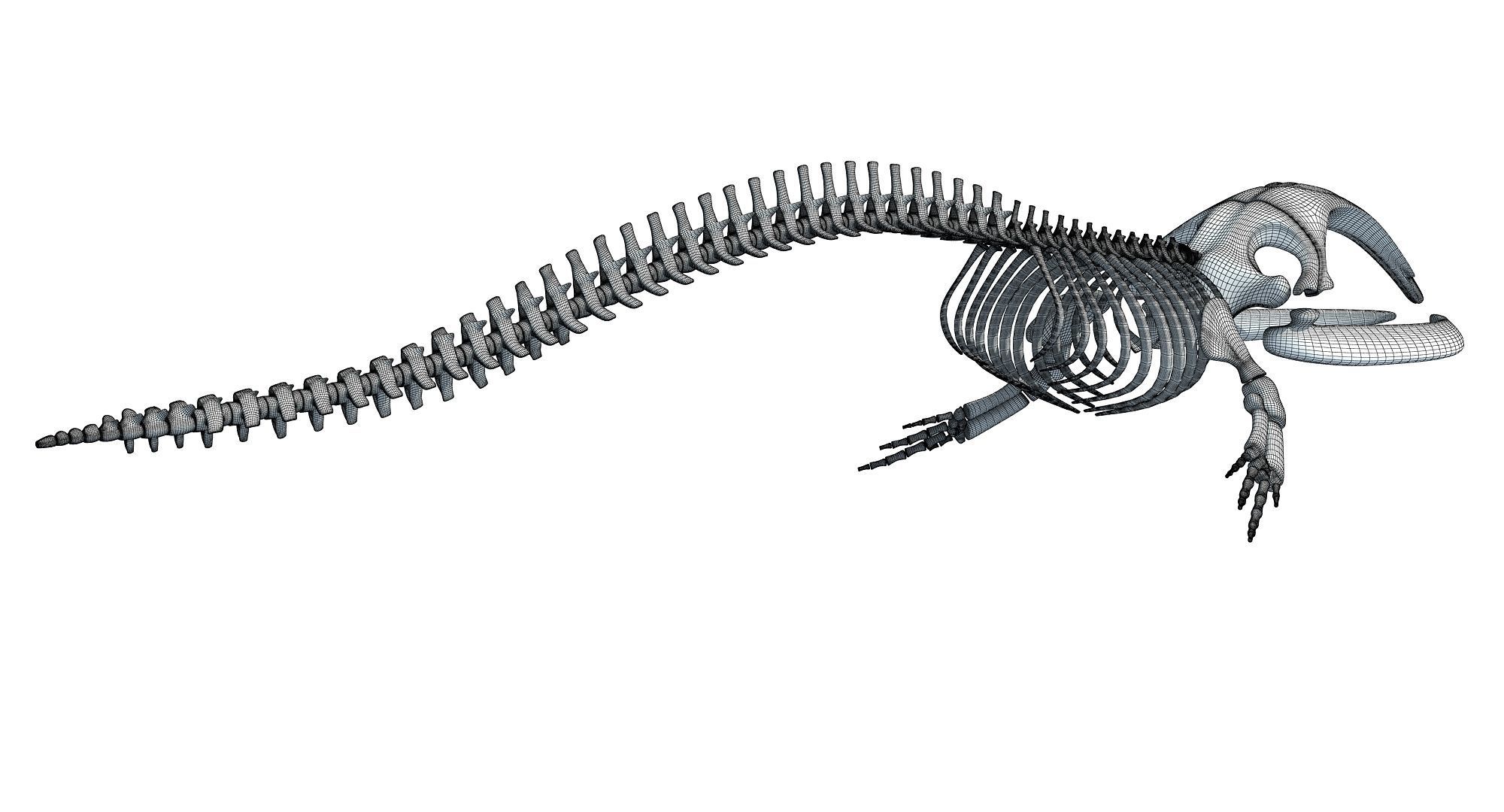 Whale Skeletons Models - Fin Right Sperm Killer Blue Humpback 3D model_16