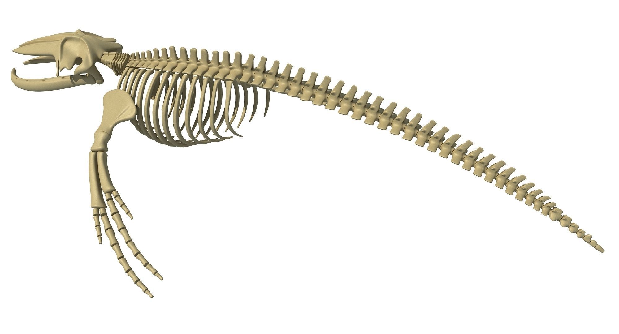 Whale Skeletons Models - Fin Right Sperm Killer Blue Humpback 3D model_44