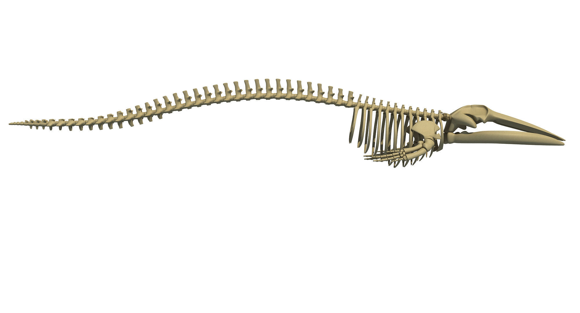 Whale Skeletons Models - Fin Right Sperm Killer Blue Humpback 3D model_34