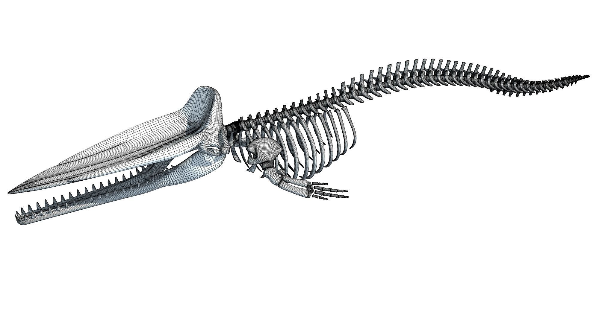 Whale Skeletons Models - Fin Right Sperm Killer Blue Humpback 3D model_24