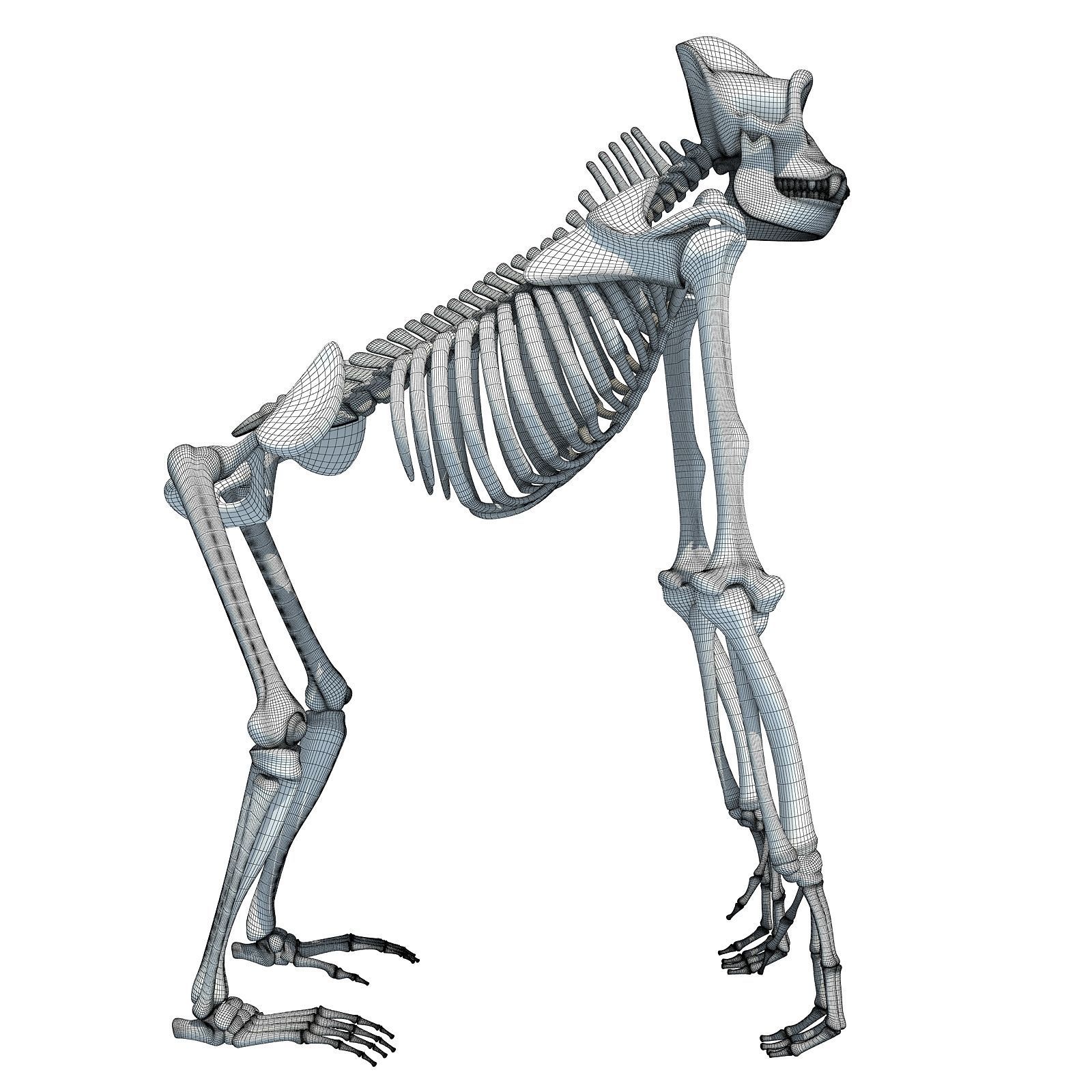 Animal Skeleton 3D Models 3D model_16