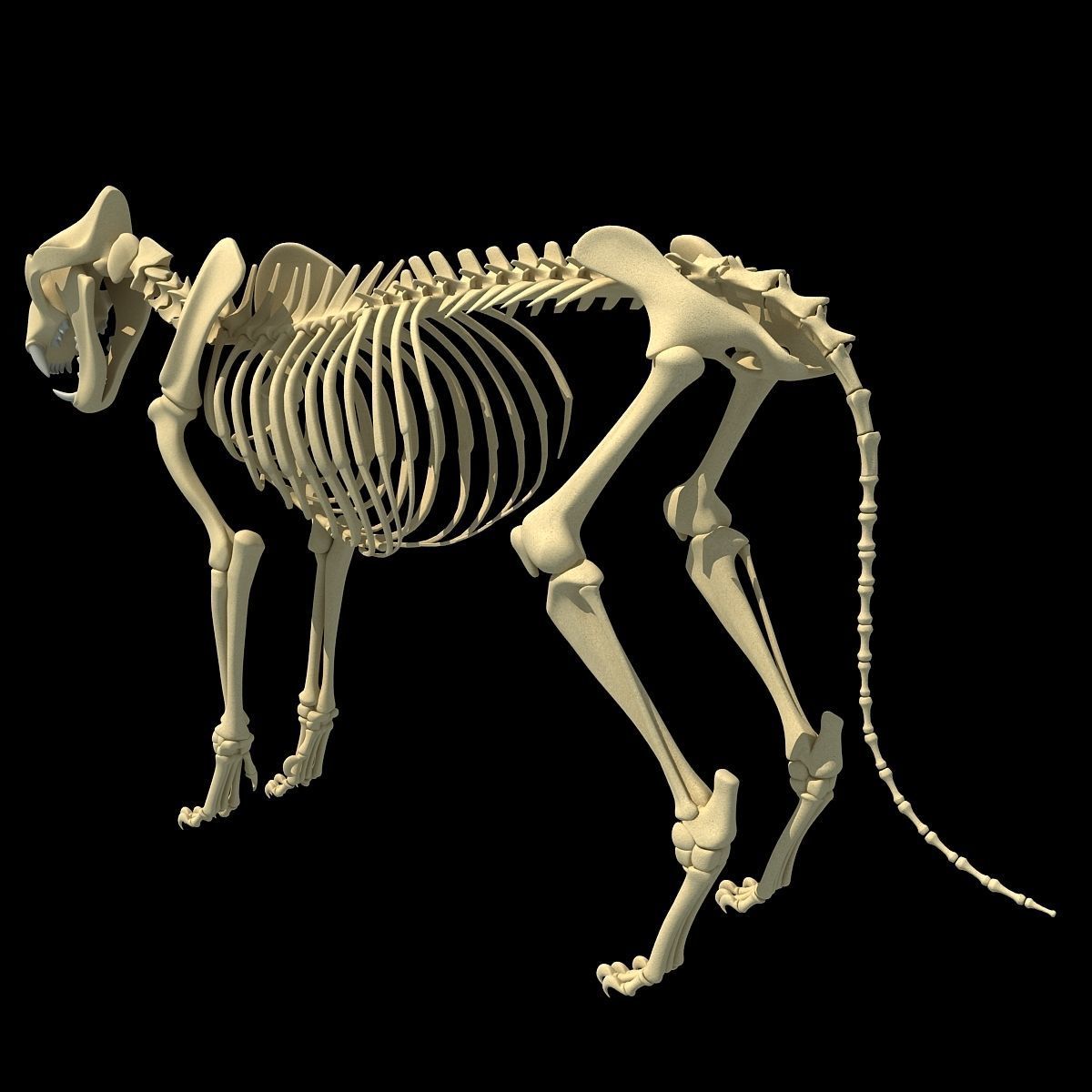 Animal Skeleton 3D Models 3D model_27