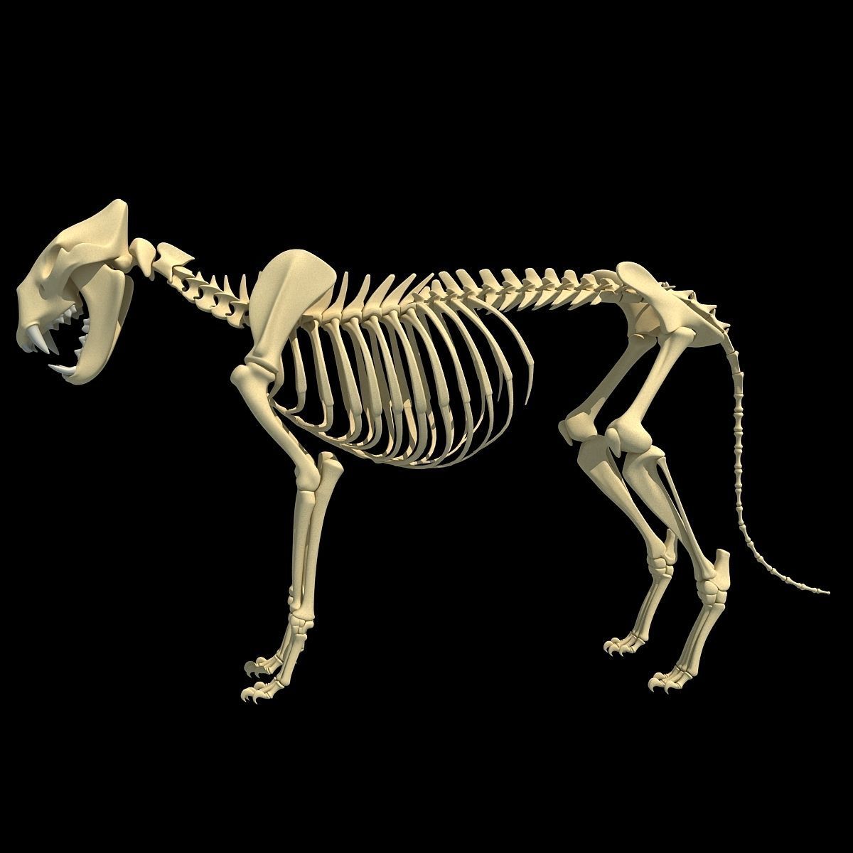 Animal Skeleton 3D Models 3D model_29