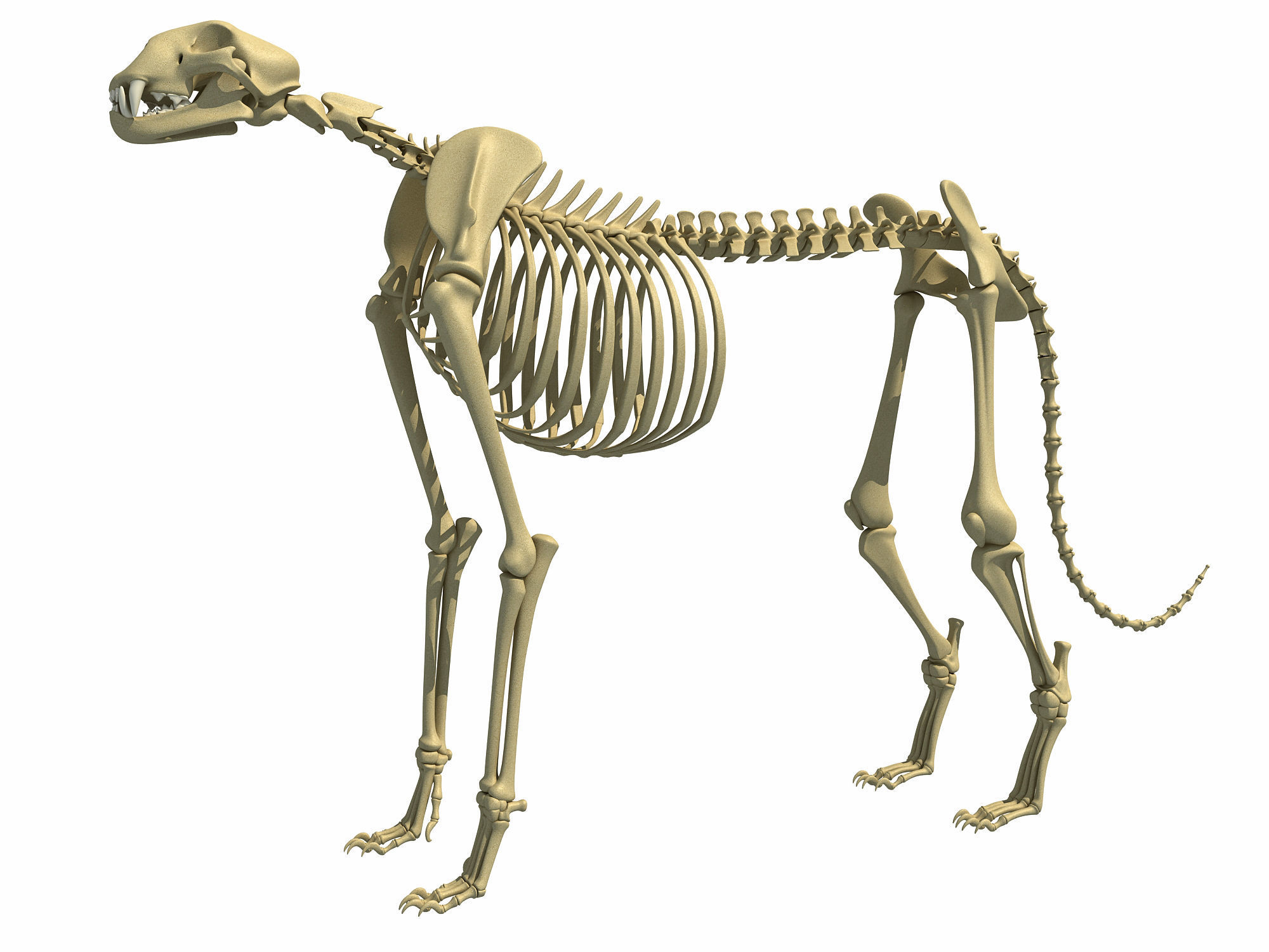 Animal Skeleton 3D Models 3D model_1