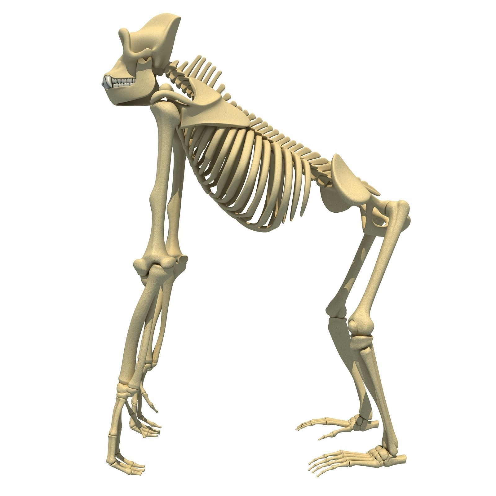 Animal Skeleton 3D Models 3D model_9