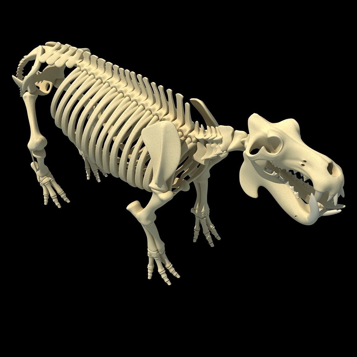 Animal Skeleton 3D Models 3D model_23