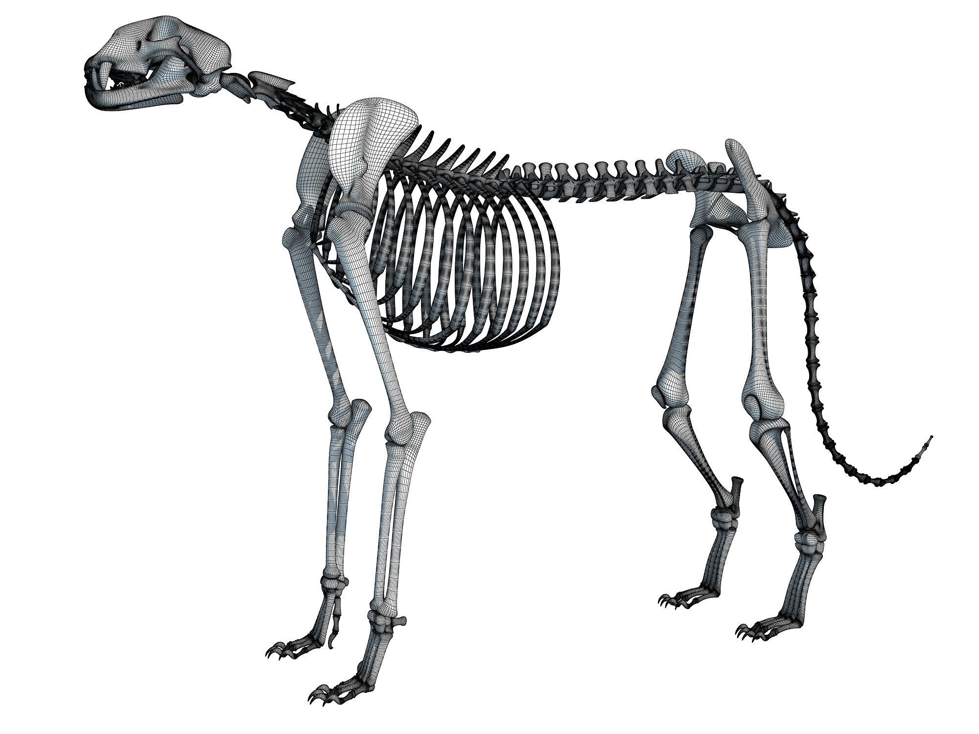 Animal Skeleton 3D Models 3D model_7