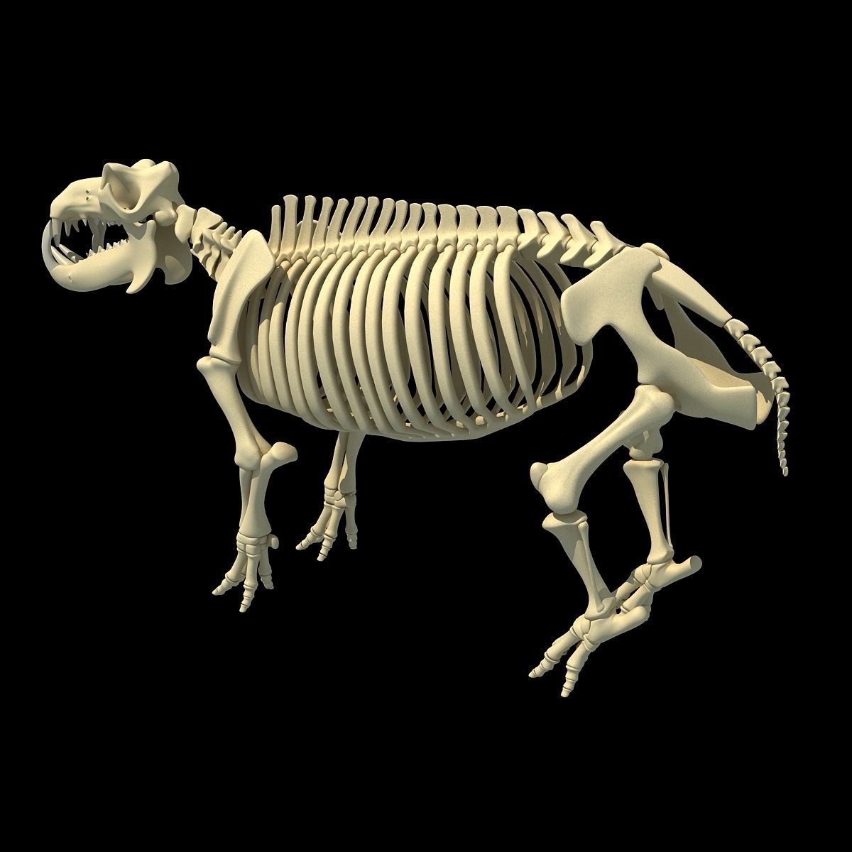 Animal Skeleton 3D Models 3D model_19