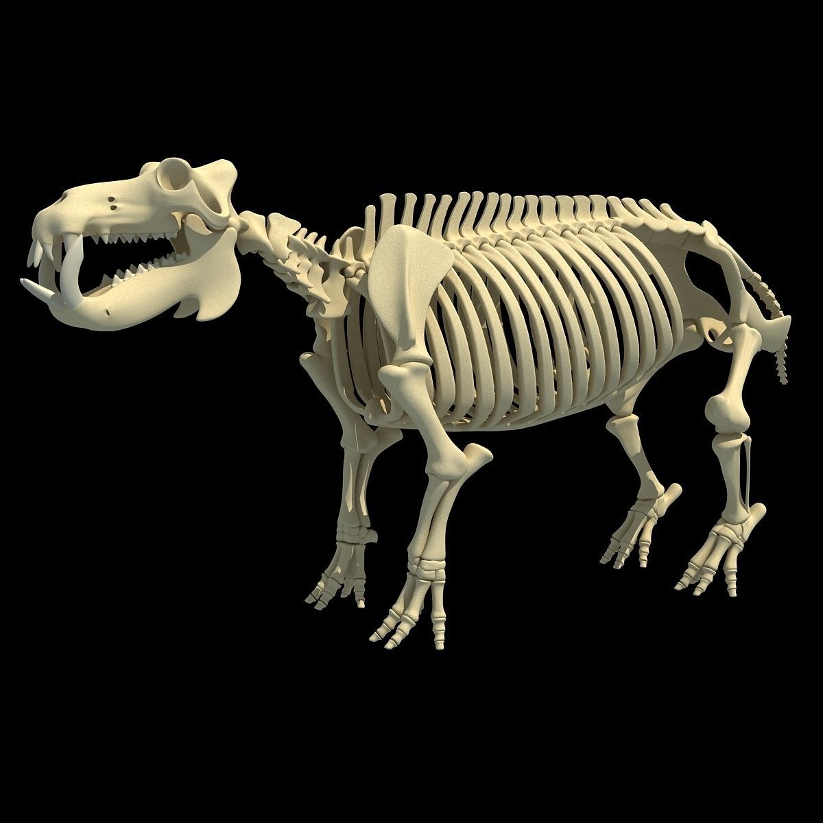 Animal Skeleton 3D Models 3D model_17