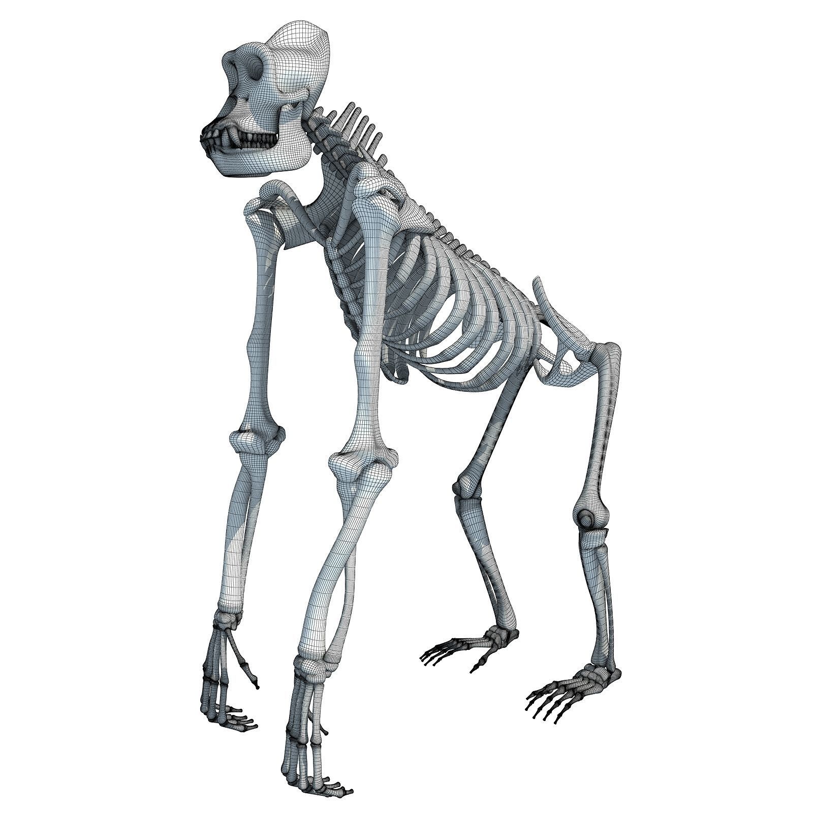 Animal Skeleton 3D Models 3D model_15
